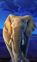 African Elephant